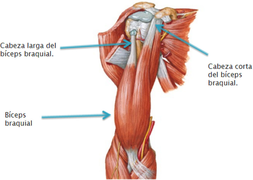 lesión del tendón del bíceps