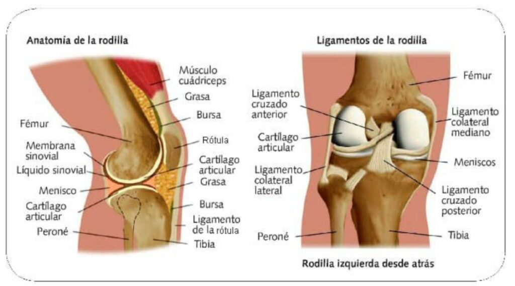 células-madre-en-la-regeneración-de-rodilla