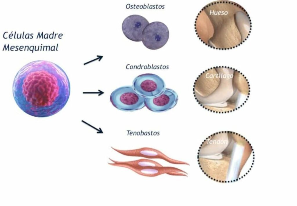 células-madre-en-la-regeneración-de-rodilla