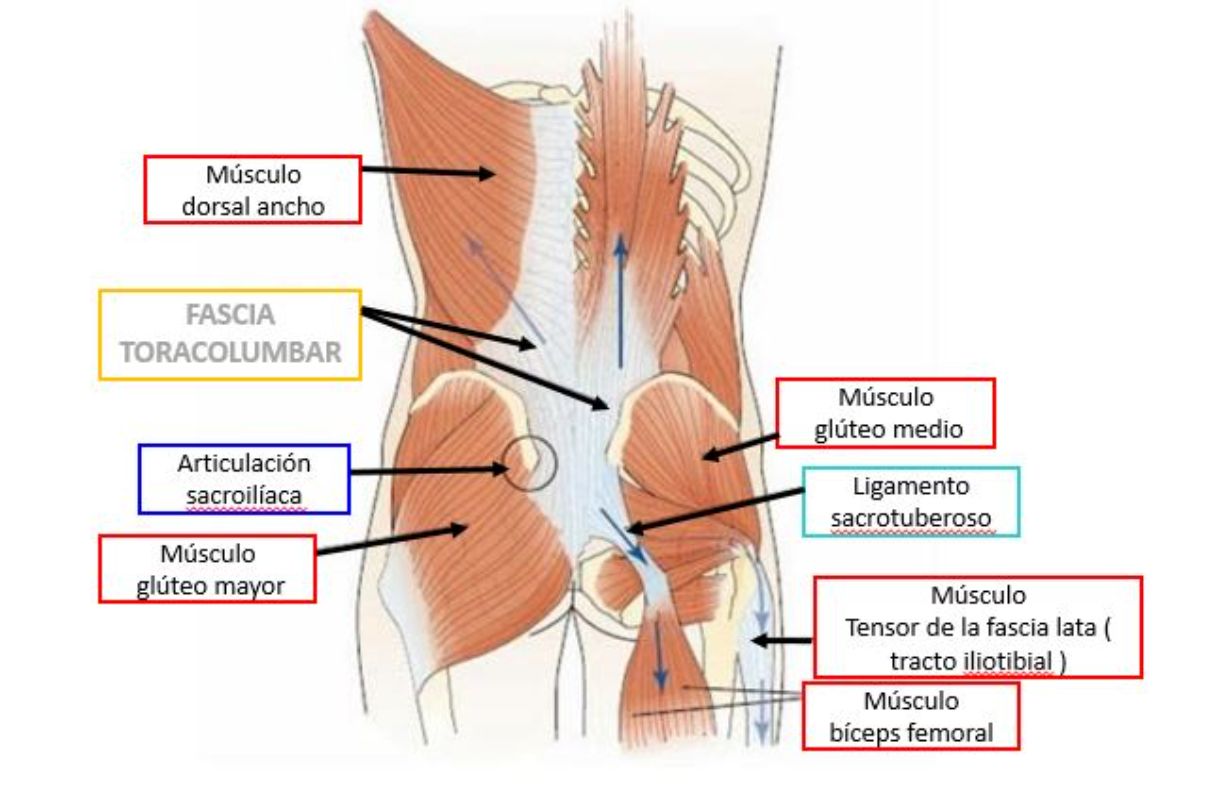 Tratamiento de los espasmos musculares en la zona lumbar: causas,  diagnóstico y prevención