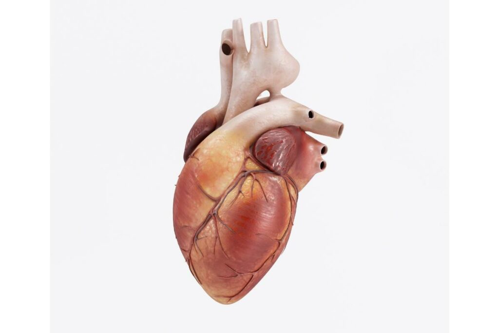 cardiología-preventiva-valencia