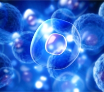 células-madre-mesenquimales-valencia